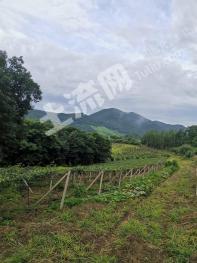 通化柳河县 1000亩 有林地 经营权转让