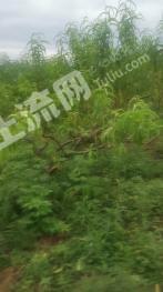 南充嘉陵区 275亩 果园 经营权转让