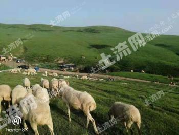 内蒙古呼伦贝尔 640亩 天然牧草地 经营权转让