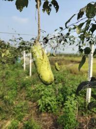 安庆宿松县 100亩 综合养殖用地 经营权转包