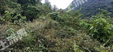 黔南荔波县 50亩 空闲用地 出租