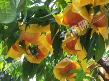 泰州兴化市 30亩 果园 经营权转让