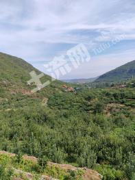 邢台沙河市 1000亩 荒山 经营权转让