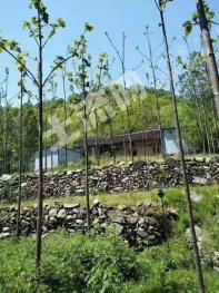 南阳西峡县3752亩灌木林地有林权证经营权转让