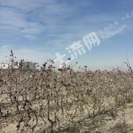 和田洛浦县 150亩 果园 经营权转让