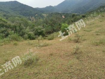 南阳桐柏县 1080亩 灌木林地 经营权转让