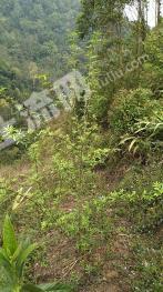 普洱市江城哈尼族彝族自治县 40亩 有林地 经营权出租