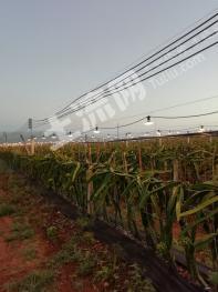 海南昌江黎族自治县 25亩 其它耕地 经营权转让