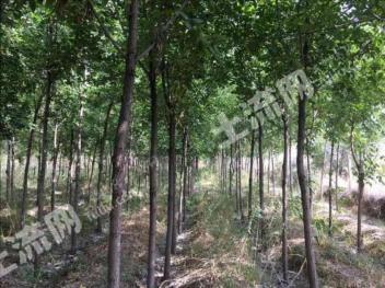 塔城乌苏市 60亩 有林地 经营权转让
