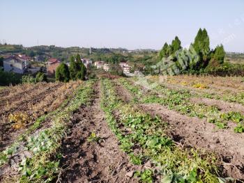 内江市中区 1500亩 旱地 经营权出租