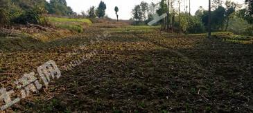 绵阳江油市 50亩 水田 经营权出租