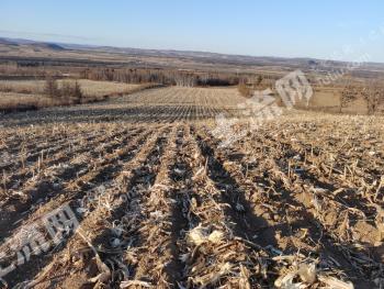 呼伦贝尔鄂伦春自治旗32亩旱地经营权转让