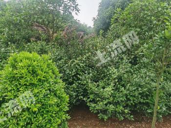 长沙望城区 50亩 其它林地 经营权出租