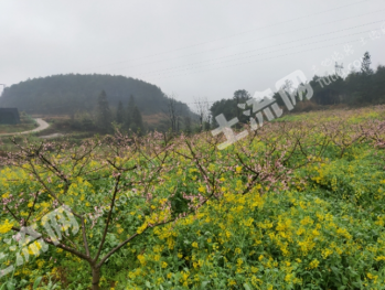 铜仁万山区 30亩 果园 经营权转包