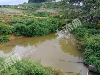 海南琼中黎族苗族自治县 38亩 水浇地 经营权转让