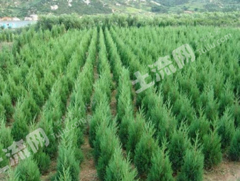 德阳中江县 1500亩 旱地 经营权出租