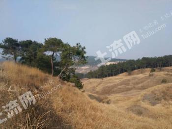 南阳唐河县3650亩有林地经营权转让