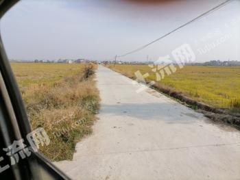 黄冈黄梅县160亩水田 经营权出租