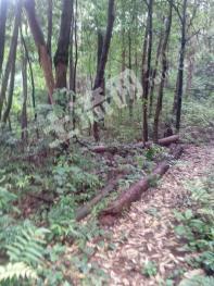 湘西保靖县 4000亩 有林地 经营权转让