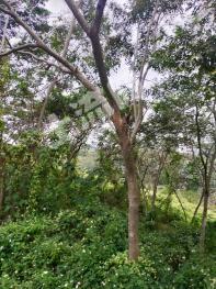 清远佛冈县20亩水产养殖用地经营权出租