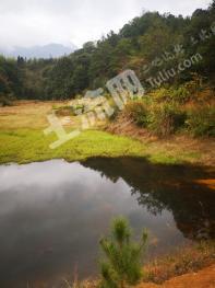 三明明溪县96亩坑塘经营权出租