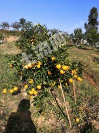 南充蓬安县 80亩 果园 经营权转让