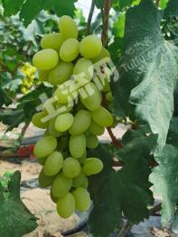 银川金凤区 137亩 果园 经营权转让