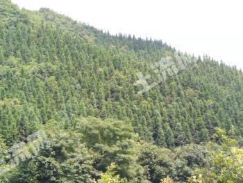 韶关始兴县 7718亩 有林地 经营权转让