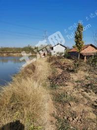 荆州荆州区15亩坑塘 经营权出租