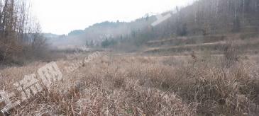 十堰郧阳区100亩优质水田经营权出租