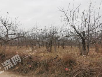 延安富县 5亩 果园 经营权出租