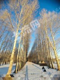 齐齐哈尔梅里斯达斡尔族区 200亩 有林地 经营权入股