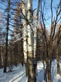 牡丹江绥芬河市 1250亩 有林地 经营权转让