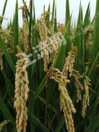 唐山路南区 173335平米 城镇住宅 使用权出让