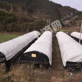 黔东南三穗县 80亩 水浇地 经营权出租