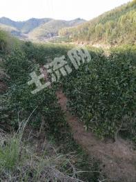 抚州资溪县 120亩 果园 转包