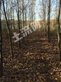 滁州南谯区 100亩 其它林地 经营权出租