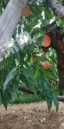 秦皇岛北戴河区 4亩 果园 经营权出租