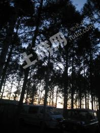 哈尔滨木兰县 420亩 有林地 经营权转让