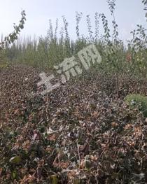 阿拉尔市40亩果园经营权转让