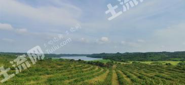 抚州崇仁县 560亩 其它林地 转包