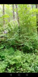 抚顺新宾满族自治县 1051亩 有林地 经营权转让