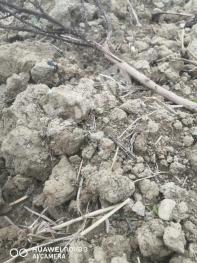 贵港桂平市 300亩 水浇地 经营权出租