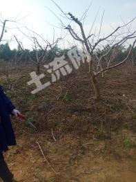 绵阳安州区180亩果园经营权转让