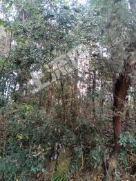 绵阳安州区2400亩有林地经营权出租