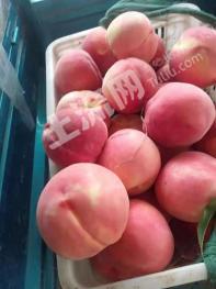 济宁微山县30亩果园经营权出租