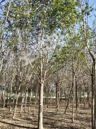 徐州丰县 11亩 有林地 经营权转让