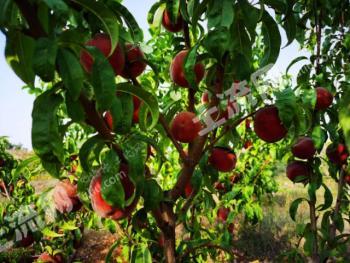 保定曲阳县 600亩 荒山 使用权出租