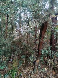 绵阳安州区 150亩 有林地（桉树）经营权 出租