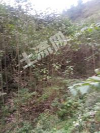 达州宣汉县 400亩 旱地   经营权转让/出租